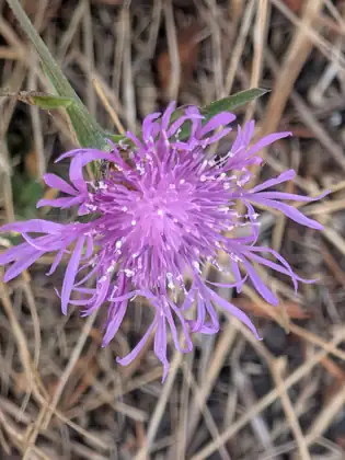 A purple knapweed flower open among dry stalks.