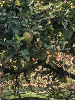 A green apple hanging among leaves on a gnarled branch.