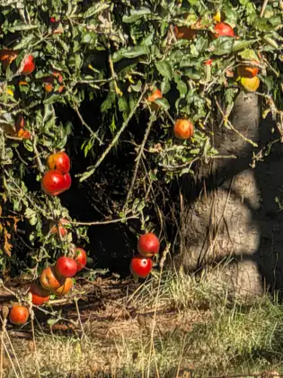 An old apple tree hung with red apples, its lowest branches drooping almost to the long grass beneath it.