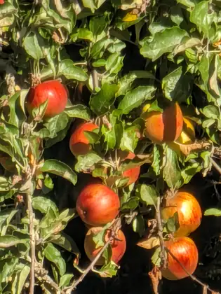 A close view of red and gold apples among green leaves.
