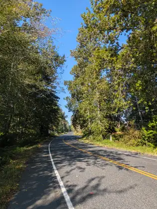 A two-lane country road curving away between tall trees, dappled with shade.