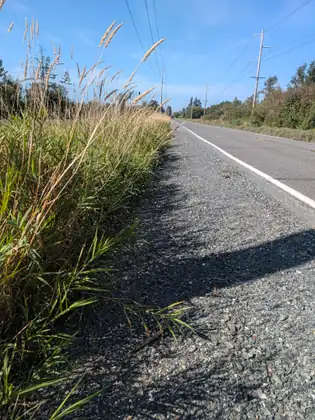 Tall grass and pale feathery plumes crowding the gravel shoulder of a quiet road.