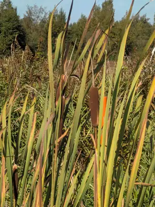 Cattails standing among tall green and yellow leaves, with green trees and a blue sky behind.
