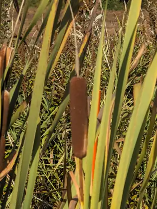 A close view of a cattail’s brown seed head among long blades of leaf.