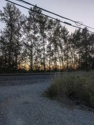 Tall trees silhouetted against a pale dusk sky beside a gravel track and a railway line.