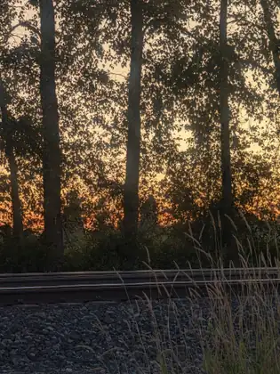 The last orange glow of sunset through tall trees beyond the railway tracks.