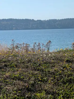 Dandelions in flower and in seed on a weedy bank above the bay, a wooded ridge with houses on the far shore.