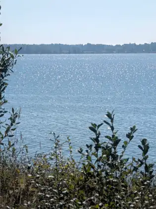 Sunlight glittering on the bay, seen through the leaves of a bush on the bank.