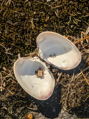 Two big pale clam shells lying open on mossy ground among dry stems and gravel.