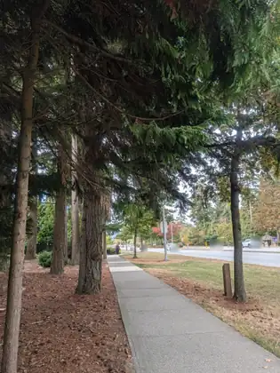 A concrete sidewalk running beneath a row of tall evergreens with mulch at their feet, beside a wide road where a white taxi and other cars pass, as a person carrying a yellow bag walks toward the camera.