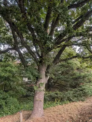 A broad, spreading tree with a thick, furrowed trunk and many heavy limbs on a grassy verge, evergreen shrubs and part of a house behind it, and a short wooden post at its foot labelled English Oak.