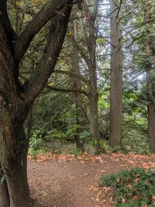 A dirt path through a small wood, strewn with fallen orange leaves under tall cedars, a big mossy trunk in the foreground and ivy in the corner.