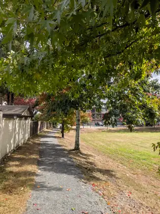 A gravel path running beside a wooden fence under trees with star-shaped leaves just starting to turn, a park lawn on the right.