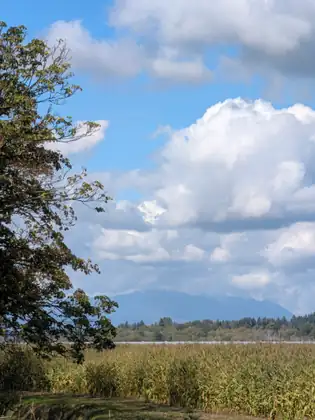 The branches of a tree reaching over a field of tall green crop, low blue mountains and billowing white clouds beyond.