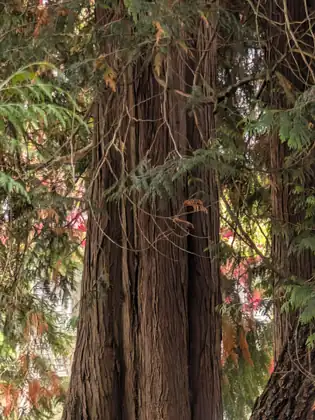 The thick, furrowed red-brown trunks of big cedars, their drooping green sprays lit from behind and a flash of red leaves beyond.