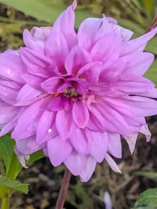 A close view of a lilac-pink dahlia in full bloom, its pointed petals layered around a small, half-hidden centre.