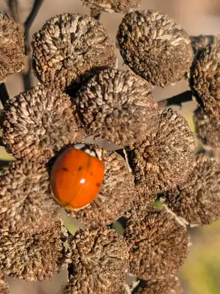 A close view of a shiny orange ladybug resting on a cluster of dry brown seed heads in bright sun.