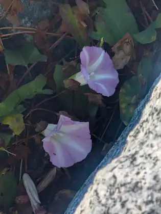 Two pale pink trumpet-shaped flowers among dark leaves and dry stems beside a speckled granite boulder.
