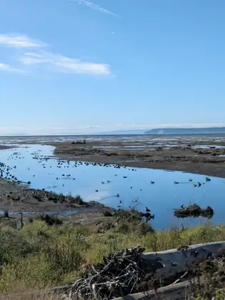 A shallow tidal pool on the bay dotted with ducks, a heron standing on the bank at the left, a weathered log in the foreground and a wooded headland far off.