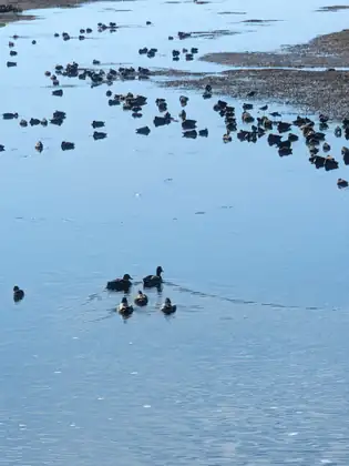 Five ducks swimming together across calm blue water, with many more resting on the mud flats behind them.