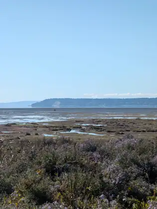 Purple asters in the foreground and the bay at low tide beyond them, a wooded headland across the water.