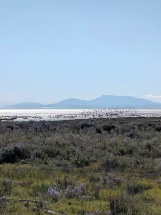 A flock of birds lifting off the glittering water of the bay, the hills of a large island blue on the horizon and asters in the salt meadow in front.