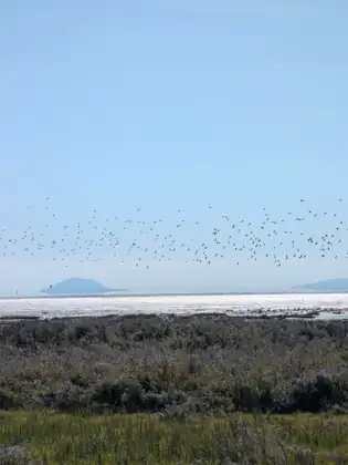 A great flock of birds in flight across a pale sky above the shining bay, two small islands on the horizon.