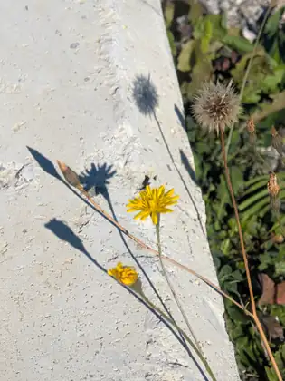 Small yellow dandelion-like flowers and a round seed head leaning across a concrete barrier, their shadows sharp in the sun.