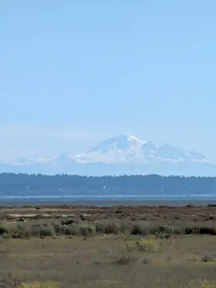 Mount Baker, white with snow, rising above the wooded far shore of the bay, a salt meadow in the foreground.