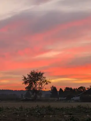 A lone tree silhouetted against a blazing pink and orange sunrise, a farm shed and a parked pickup below it and dandelion clocks in the field in front.
