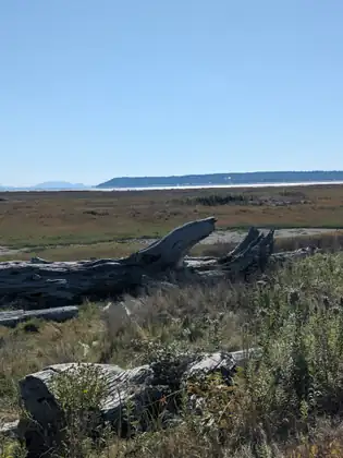 A huge bleached driftwood log lying in the dry salt marsh, the bay and a wooded headland beyond.