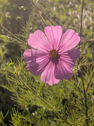 A single pink cosmos flower glowing in low sunlight among feathery green leaves.