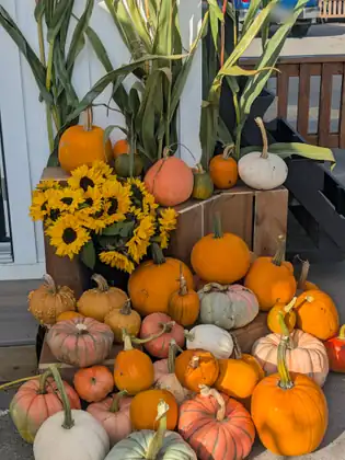 Pumpkins in orange, white, pink and green heaped on wooden crates beside a pot of sunflowers, with corn stalks propped against a white wall behind them.