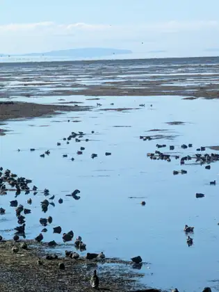 Dozens of ducks and other water birds resting and swimming in a shallow tidal pool and along its muddy edge, the wet flats stretching away to a long, low line of hills on the hazy horizon.