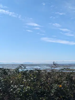 The wide tidal flats of Boundary Bay glistening at low tide under a blue sky, distant islands low on the horizon and brambles in the foreground.
