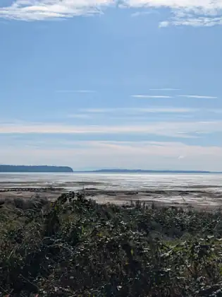 The bay at low tide stretching away to a dark wooded headland, pale water and wet mud beyond a tangle of brambles.