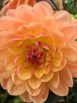 A peach and apricot dahlia in full bloom, beaded with raindrops, its tight centre flushed with pink.