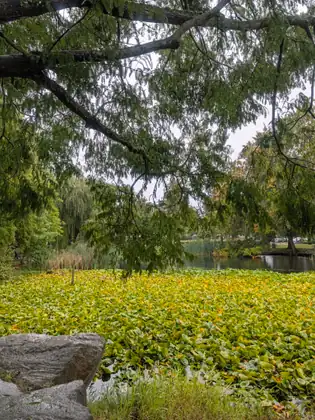 Lily pads, green and turning yellow, covering a pond beside Delta City Hall, seen from beneath the feathery branches of an overhanging tree, a grey boulder in the foreground.
