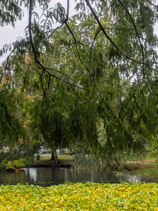Feathery branches hanging low over the pond, dark water beyond a band of green and yellow lily pads, and parked cars glimpsed through the trees on the far bank.