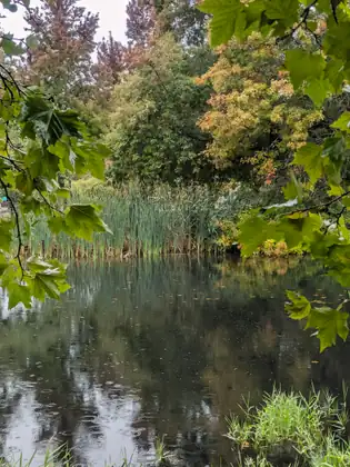 Raindrops ringing the still, dark surface of the pond, which reflects a bank of tall cattails and trees turning yellow and orange, framed by green maple leaves.
