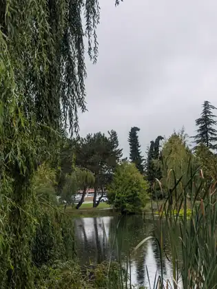 The long green strands of a weeping willow on one side and cattails on the other, framing the pond, with tall evergreens and parked cars beyond under a heavy grey sky.