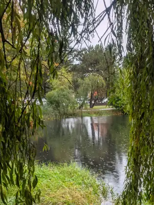 Looking through curtains of willow at the rain-speckled pond, a path and a lawn on the far side and trees just starting to turn.