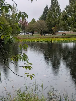 Rain dimpling the pond, lily pads and a picnic table and benches on the far bank, a parking lot beyond the trees, and a leafy branch hanging in from the left.
