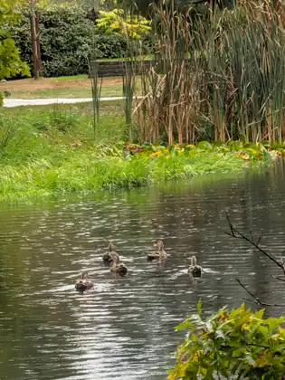 Five ducks paddling away across the rain-rippled pond toward a grassy bank and a stand of tall brown cattails.