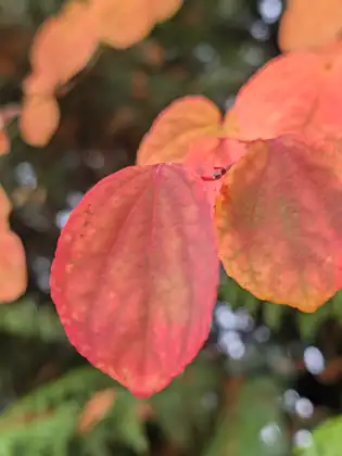 Heart-shaped autumn leaves glowing pink and apricot on a branch, against a soft blur of dark evergreen boughs.