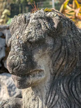 A close view of a weathered concrete lion’s head studded with small pebbles, tufts of moss and grass growing from its crown, with rocks, a wire fence and autumn leaves behind.