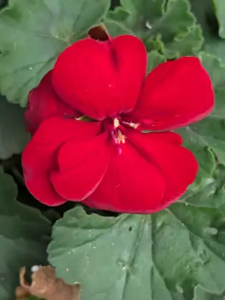 A single deep red flower with broad, velvety, overlapping petals and pale stamens at its heart, set among soft, rounded, scalloped green leaves, a curled brown leaf at the bottom edge.