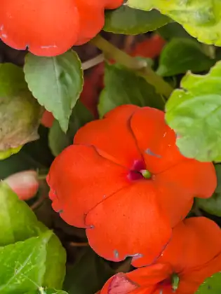 Bright orange-red flowers with flat, rounded petals and small green centres among glossy, toothed green leaves, a pink unopened bud tucked between them.