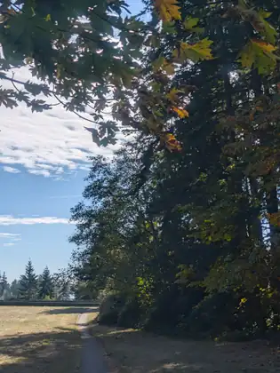 A narrow paved path running across dry grass beside tall trees, yellowing leaves hanging overhead and blue sky beyond.