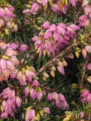 Clusters of small pink bell-shaped blossoms among fine, needle-like green leaves.